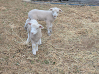 New Lambs