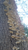 Amazing Tree Fungi!